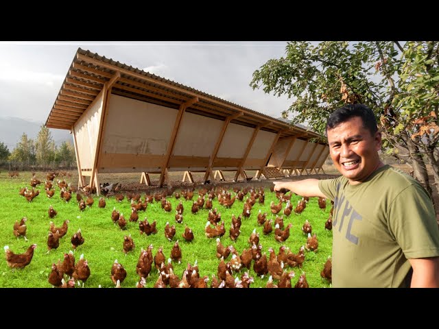 My 1 Hectare Farm of Free-range Chickens!! What is A Free-range Chicken Farm & How does it Work? class=
