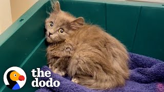 Woman Finds Tiny Kitten In Her Backyard | The Dodo