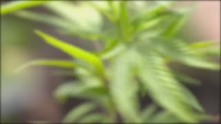 Proposed Louisiana bill would allow local governments to call election on marijuana use