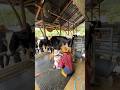 Memerah susu sapi #cimorydairylandpuncak