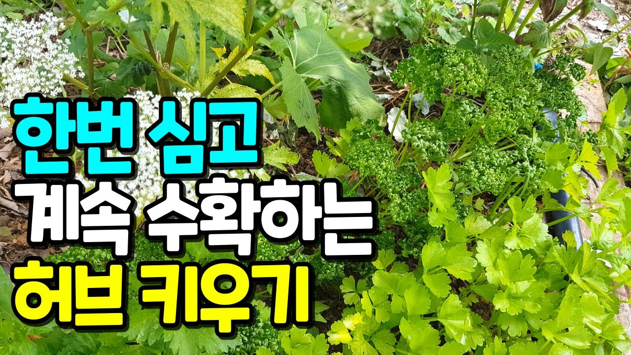 계속 수확가능한 텃밭허브 8가지🪴허브와 텃밭작물과 섞어짓기 하면 좋은점/ 여름철 파종과 삽목이 가능한 허브 추천 - YouTube
