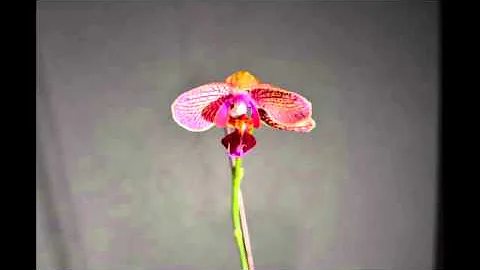 Time Lapse Of Orchid Blooming with Nikon D5100