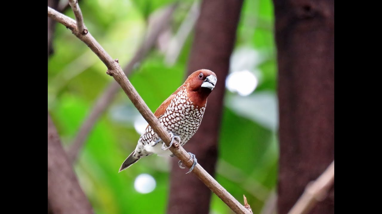 Scaly-breasted Munia, social birds in Bali 