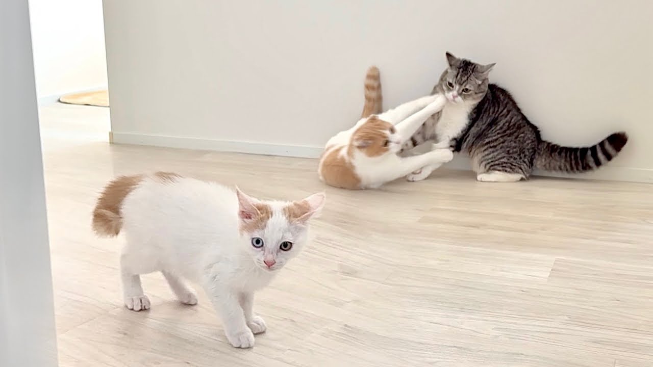 初めて先輩たちの喧嘩を見た子猫がびっくり仰天してこうなっちゃいまし