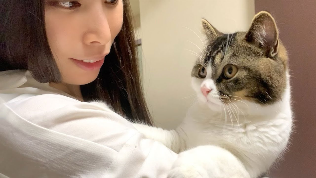 こもも子猫 子猫をなでなで 250711 - YouTube