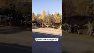 Едешь снимать очередной обзор, а тут такое! Давно видели стадо коров прямо на дороге?