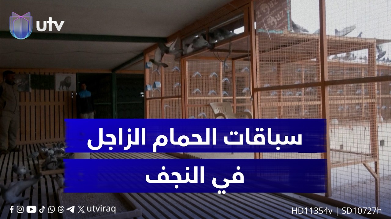 سباقات الحمام الزاجل في النجف.. تراث عريق ومنافسة حديثة بجوائز كبيرة ورقابة إلكترونية دقيقة
