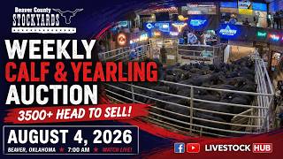 Panhandle Feeder & Stocker Auction | Beaver County Tuesday Trade — 8/4/26