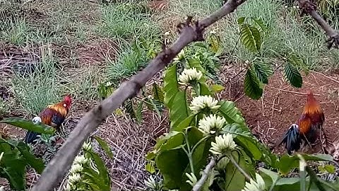 bẫy gà rừng 2022.  cái kết đáng cho cái tội lười cám giò đá làm bể luôn con mồi tơ