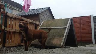 Jim And Lexi On A-Frame Apbt