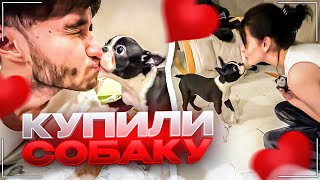 НОВЫЙ ЧЛЕН СЕМЬИ | КОРЕШ И ВИШЕНКА КУПИЛИ СОБАКУ