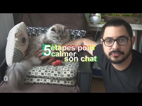 5 étapes pour calmer un chat énervé [Crêpe Au Citron]