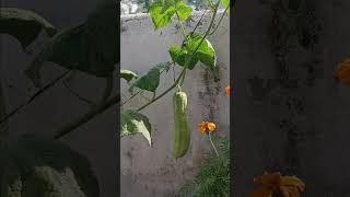 Rooftop Farming #nature #himalayas #love #peace #beautiful #rooftopgarden #cucumber #nepalifood