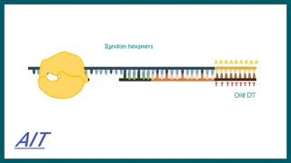 Reverse Transcriptase PCR (RT PCR) | What are the applications of RT PCR ? | RT PCR protocol