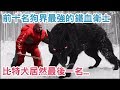 盤點前十名 狗 界最強的「鐵血衛士」，看家 犬 種的第一首選！ 比特犬 居然最後一名...【 汪汪仙貝 】