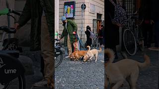 Exploring the City with Adorable Canine Companions! #Dog #Dogs #DogLover #Roma #Italy #Pets #Vlog Exploring the City with Adorable Canine Companions! #Dog #Dogs #DogLover #Roma #Italy #Pets #Vlog