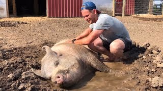 Pigs Get A 2Nd Chance In Life
