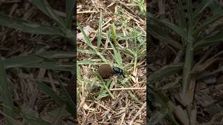 Escarabajo empujando Popó de vaca 🤣😱