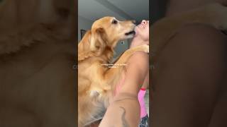 Coming Home To My Golden Retrievergoldenretreivers dog puppy goldenretreiver dogbreed happy