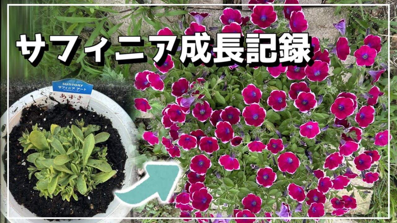 Petunias] They've grown so big in just two months! Growth record