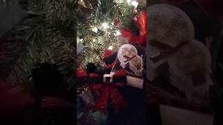 checking it once checking twice #christmas #ytshorts #shorts #gift #tree #excited