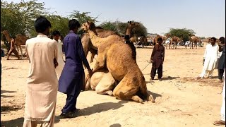 Camel Mating Animal Breeding Male and female camel enjoying xx at camels market