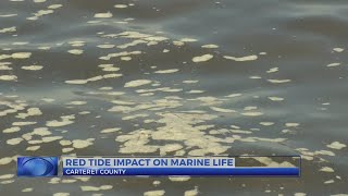 Marine scientists say red tides are unlikely in ENC