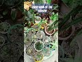 Rainy Vibes 🌿 | Plants Felt the First Drops #rainyvibe #plantandtankvibrs #aroids #cactus