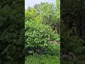 기분 좋은 아침 도보 - Pleasant morning walk