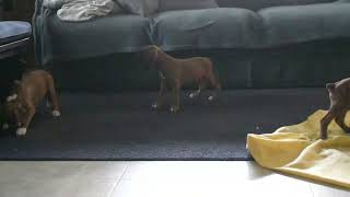 Boxer Puppies For Sale @greenfieldpuppies