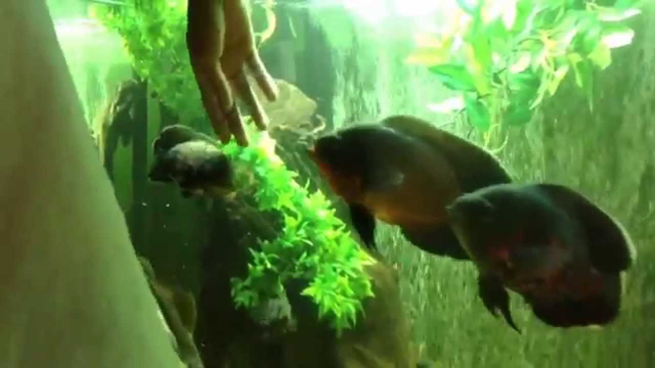 Petting Oscar fish YouTube