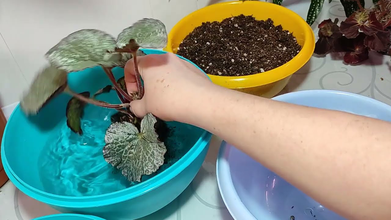 Пересаживаем залитые бегонии.