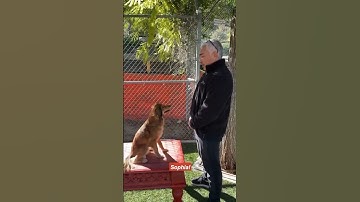 How to Teach a Dog its name! #dogtraining #dog #cesarmillan