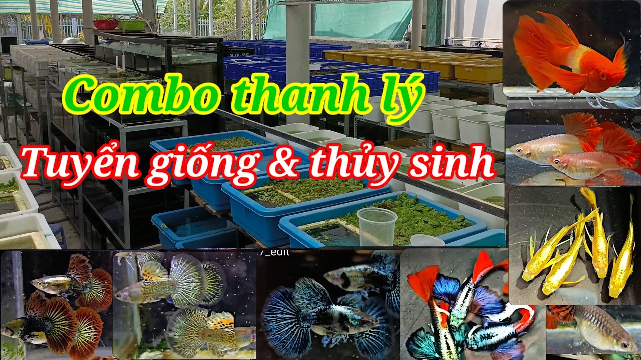 Guppy cá 7 màu #176: Cá thủy sinh tách bầy 3k, 5k, combo thanh lý, tuyển giống và thủy sinh 
