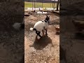 Goat And Chicken Meeting 