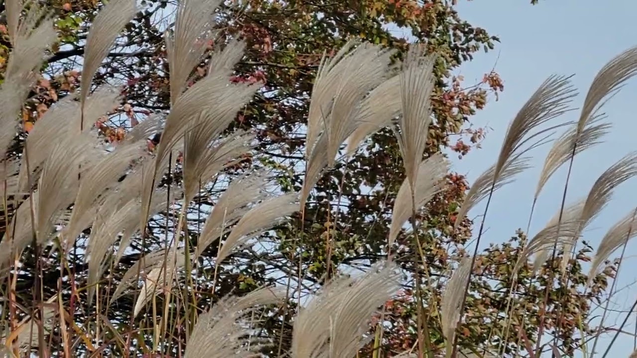 Fall at Lake Elkhorn Park, Columbia,  MD.