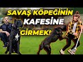 Kafesinde st dzey koruma yapan cane corso colt 1911  soner kafesine girebilecek mi