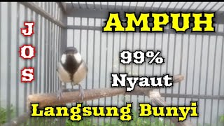 Cepat GACOR! Pancingan gelatik batu betina memanggil jantan