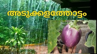 അടുക്കള തോട്ടം / adukkalathottam /gardening / krishi / കൃഷി / adukkalathottam tips / gardening /