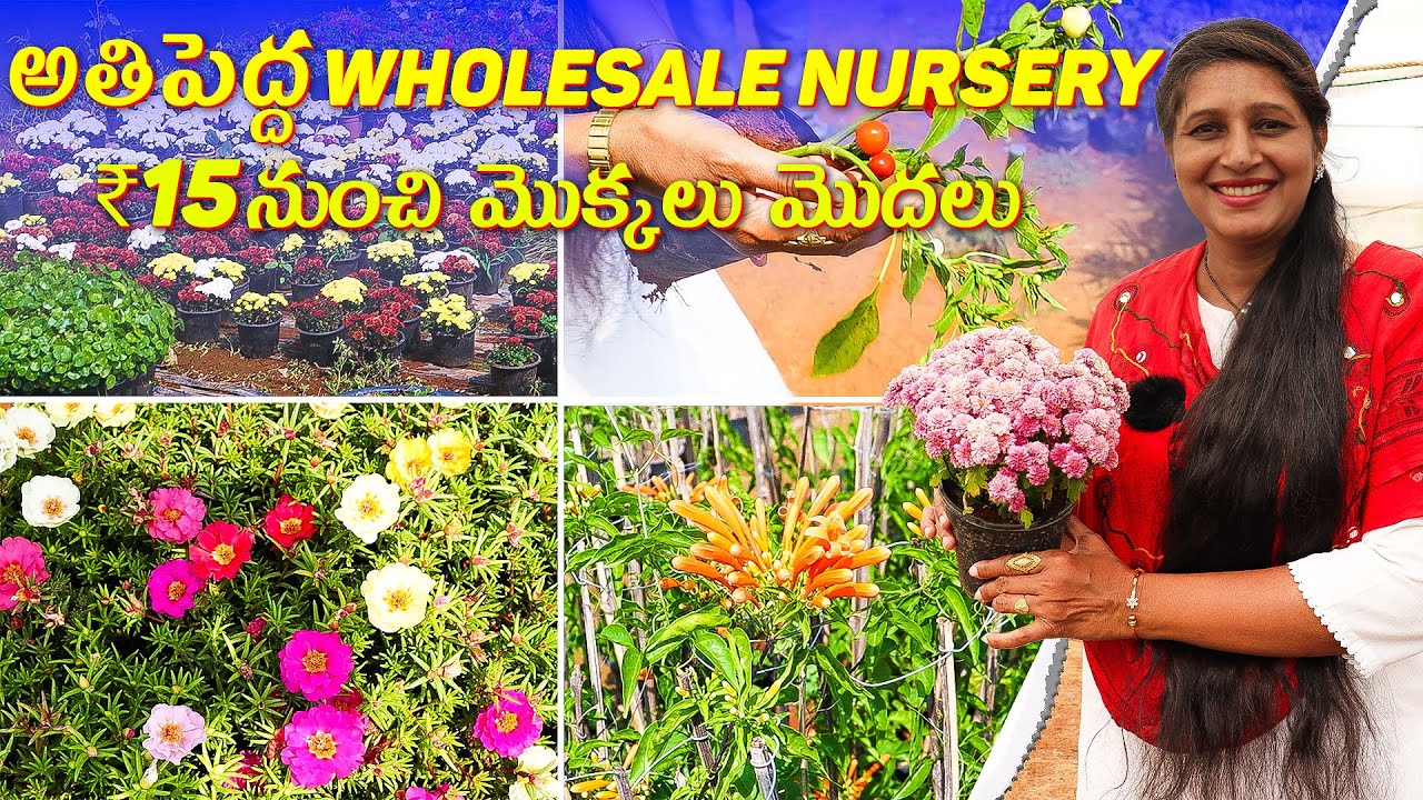 🔴 Biggest Wholesale Nursery | Starting from ₹15 Only! |  5 Acres Nursery in Hyderabad 🌱
