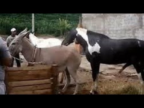 All Animal meeting Video Donkey meeting Video horse meeting Video.