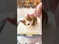 Customized Pet cake The Embarrassing Moment of Short Legs...#Pet cake#Pet baking#Corgi#Dog