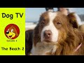 Dog TV For Dogs To Watch ❤️  Anxiety Relaxing Entertainment &amp; Calming Music