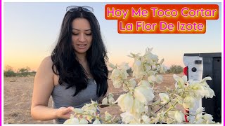 QUE CREEN PUES NOS FUIMOS A CORTAR LA FLOR DE IZOTE AL DESIERTO PARA COCINAR UN BUEN DESAYUNO