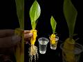 How To Grow Banana Plant At Home From Fruit Water Propagation For Planting Highlights Flowers