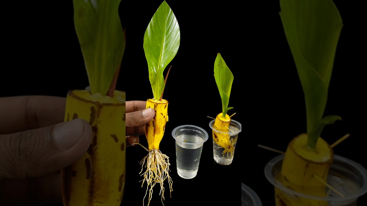 How to grow banana plant at home from fruit || Water propagation for planting #highlights #Flowers