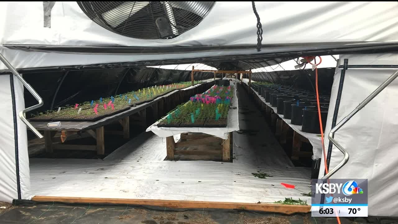 Santa Barbara County Sheriff’s Office seizes 20 tons of illegal ...