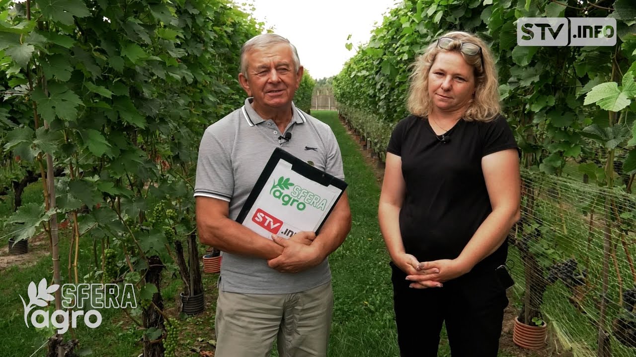 agroSFERA: Jak winorośl przetrwała przymrozki?