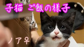 【猫】預かり子猫のご飯の様子【ほのぼの】 by たにんごch 243 views 10 months ago 4 minutes, 27 seconds