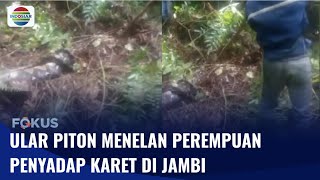 Encuentran el cadáver de una mujer que estaba desaparecida en el estómago de una serpiente pitón en Indonesia